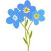 Forget-me-not