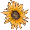 Sunflower Sun Summer