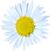 Daisy