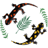 Salamander