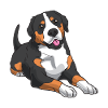 Large Swiss Mountain Dog