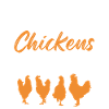 chicken chicken farm