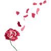 Rose rouge