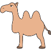 camel