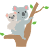 Koala Bears