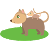 Opossums