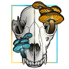 Bear skull