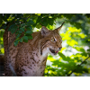 Luchs