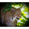 Luchs