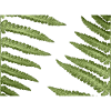 Abstract fern patterns