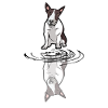 Bull terrier