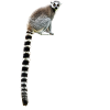 Africa Lemur Monkey Gift Children