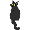 Black cat