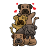 Border Terrier