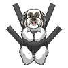Lhasa Apso chien
