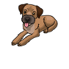 Border Terrier