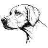 Pointer Portrait