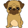 pug