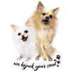 Two Chihuahuas,puppies, dogs