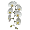 Orchidee