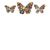 Kwiaty Motyle Motyl Kolorowe