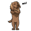 Stubborn German long-haired dog
