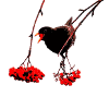 Blackbird with rowan berries