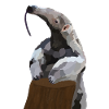 Antonio, the anteater