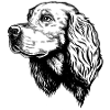 Gordon Setter Portrait
