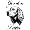 Gordon Setter Portrait