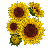 Botanical Yellow Summer Sunflower