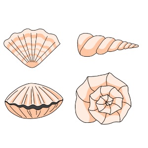 Muscheln