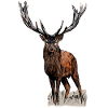 Hunting Deer Hunting Hunting Motif