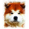 Akita