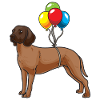 Bavarian Mountain Sweat Dog Dog