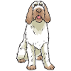 Spinone Italiano Dog