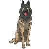 Tervuren Chien Tervuren