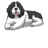 Landseer Dog
