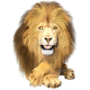 Lion lies, looks relaxed