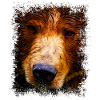 Brown Bear Bear Eyes