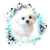 maltese,dog,white,dog,painting,graffiti,puppy