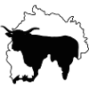 vache du Cantal
