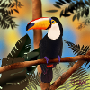 Toucan