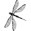 Libellule