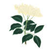 Elderberry botanical drawing