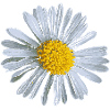 Fleur Marguerites fleurs Design