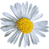 Fleur Marguerites fleurs Design 01