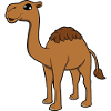 Camel