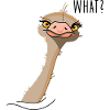 Bird ostrich funny