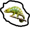 Chameleon vert sur branche